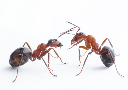 hình ảnh animals : động vật; sâu bọ, côn trùng; con kiến