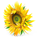 hình ảnh plant : thực vật; flower: hoa, tree: cây; sun, yellow, mặt trời, vàng